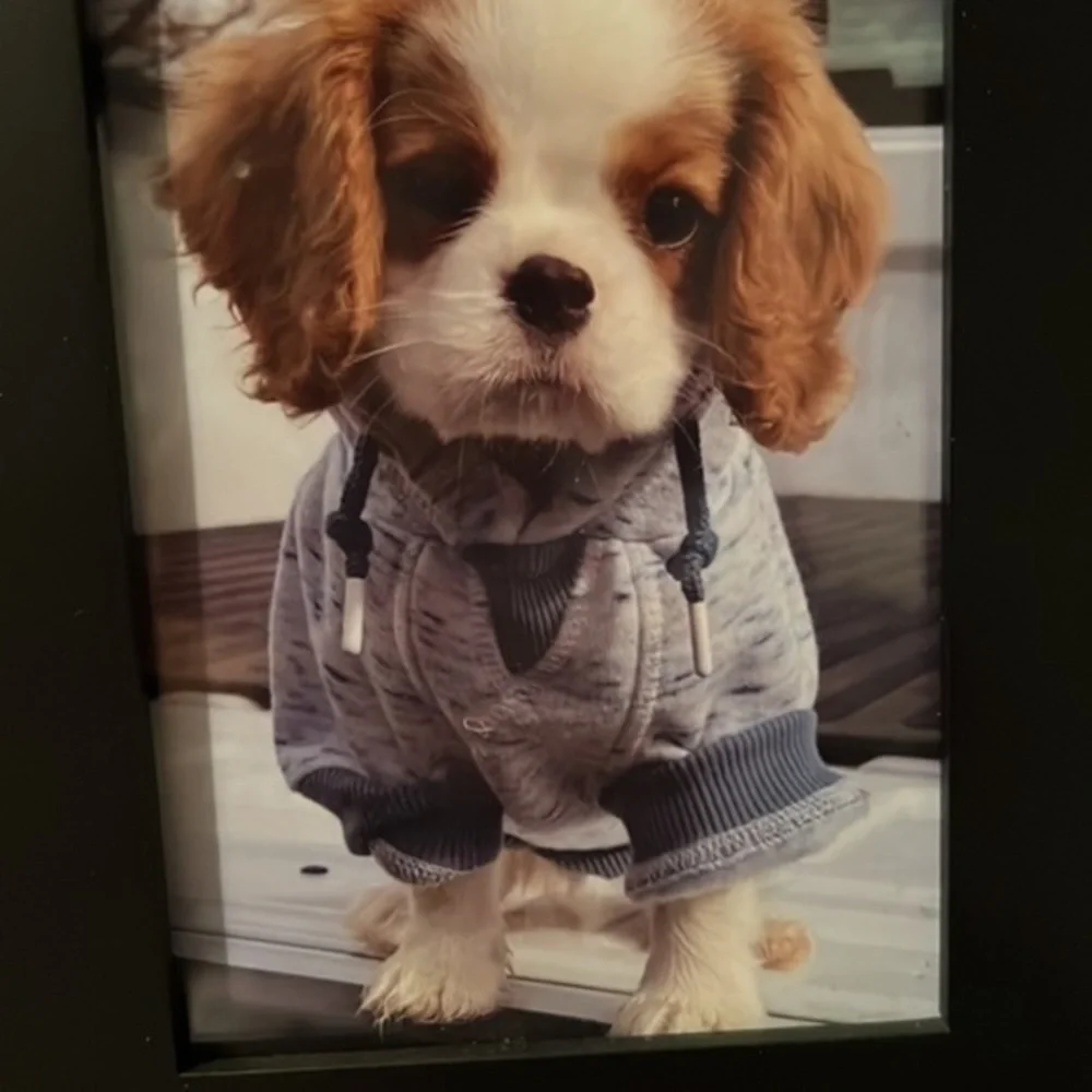 Puppy hoody blue and white size small